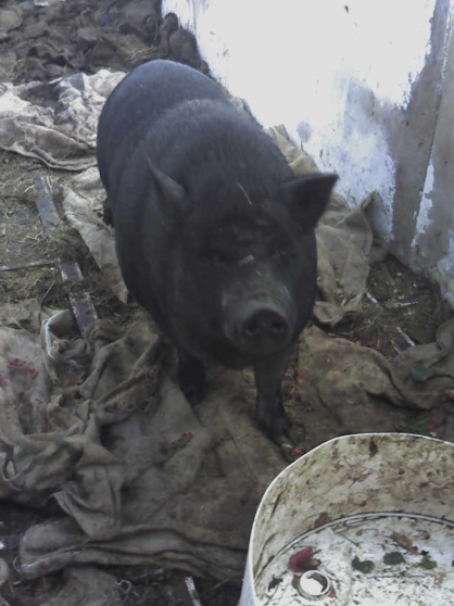 Cochon chinois femelle de 100 kg