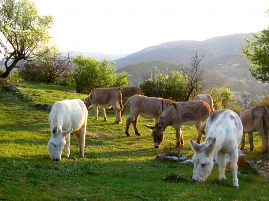 anes-autres-animaux-france-3012353778-947747-gxfkp.jpg