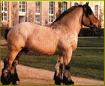 cheval-de-trait-0c85v.gif