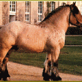 cheval-de-trait-0c85v.gif