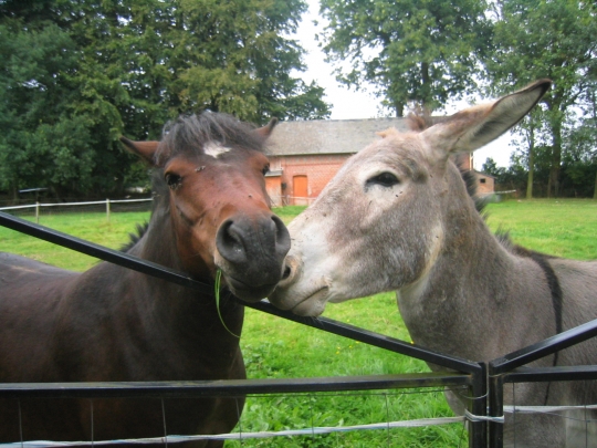 chevaux-anes-autres-animaux-doudeville-france-7377435565-896