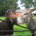 chevaux-anes-autres-animaux-doudeville-france-7377435565-896