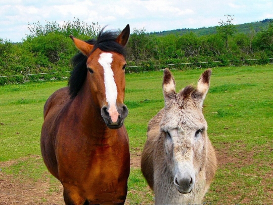 chevaux-anes-autres-animaux-saulieu-france-5873376728-694780