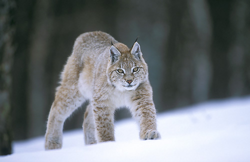 european-lynx-0001-z9201.jpg