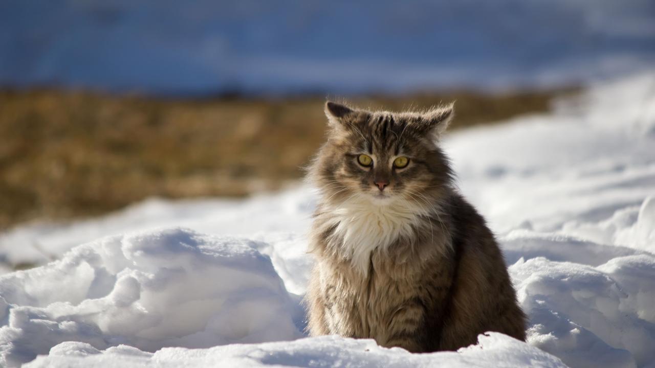 Fond d'écran chat à poils longs dans la neige