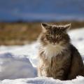 Fond d'écran chat à poils longs dans la neige