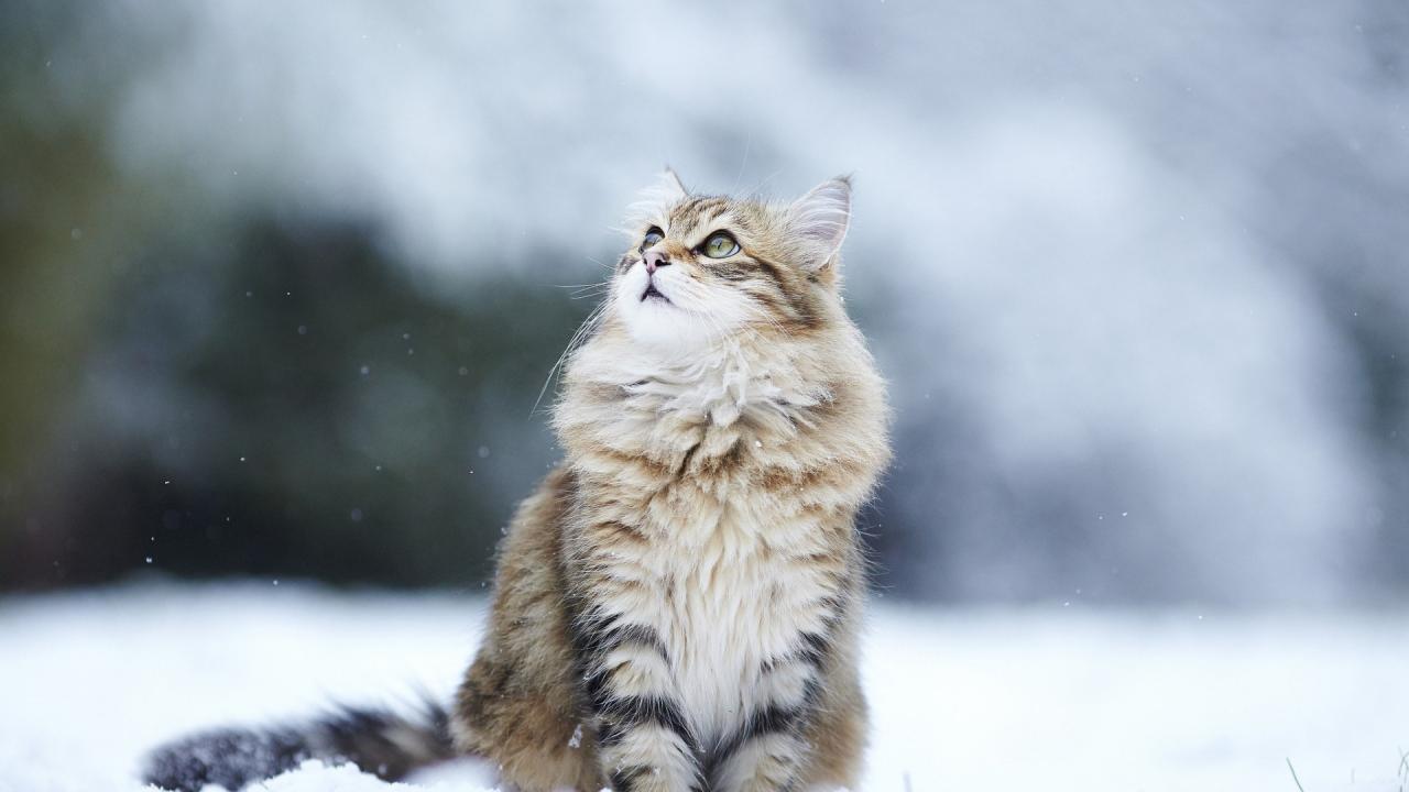 Fond d'écran chat à poils longs regardant vers le haut