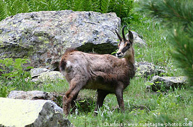 gchamois_mercan1-09iv4.jpg