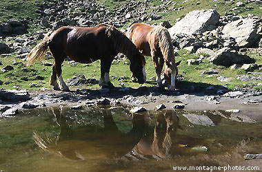 gchevaux_reflets-a3w3e.jpg