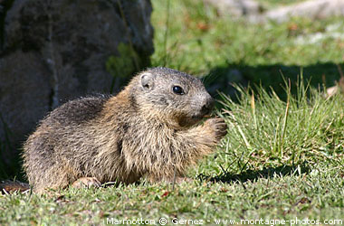 gmarmot_2-9lqhr.jpg