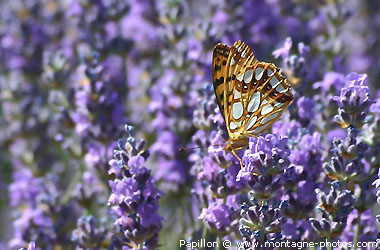 gpapillon_lavande-werjc.jpg