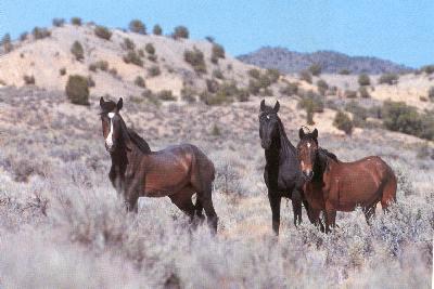 mustangs-2-x3f5x.jpg