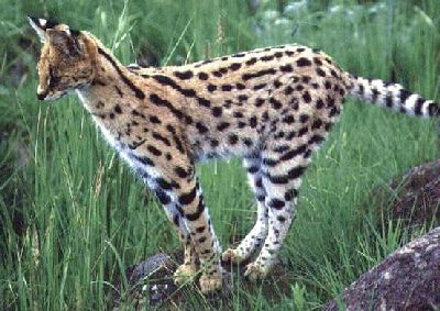 serval-2-6smgr.jpg